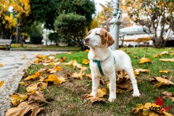 Ράτσα: Άγνωστο - Ημίαιμο | Ηλικία: 4 μηνών | Φύλο: Αρσενικό | Αρ. Microchip: - | Ημίαιμο | Περιοχή: Νέα Σμύρνη, Αττική
